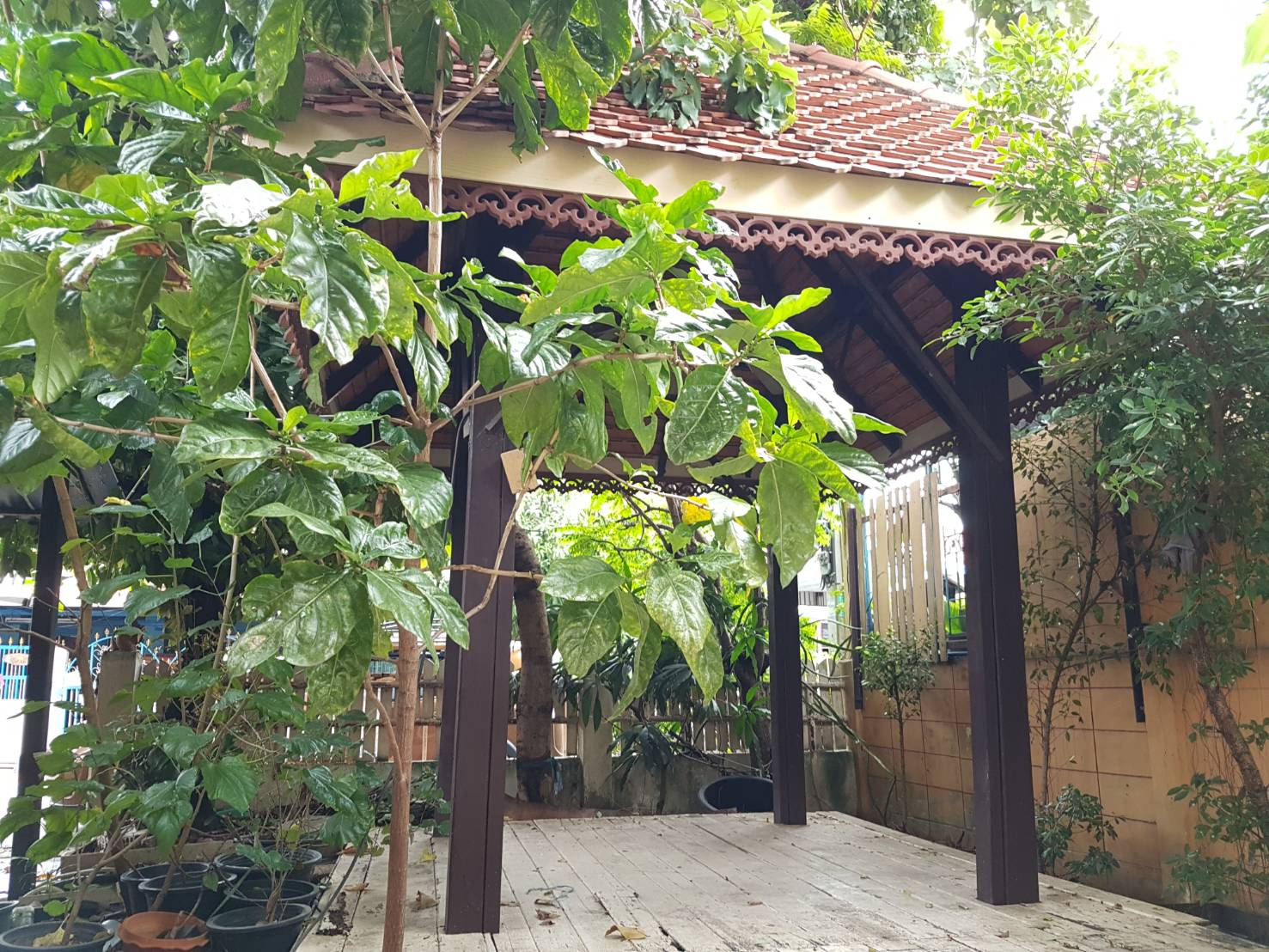 ขายบ้านแฝด โครงการหมู่บ้านราชพฤกษ์2 จ.ปทุมธานี คลองหลวง ขายบ้านแฝด โครงการหมู่บ้านราชพฤกษ์2 จ.ปทุมธานี คลองหลวง