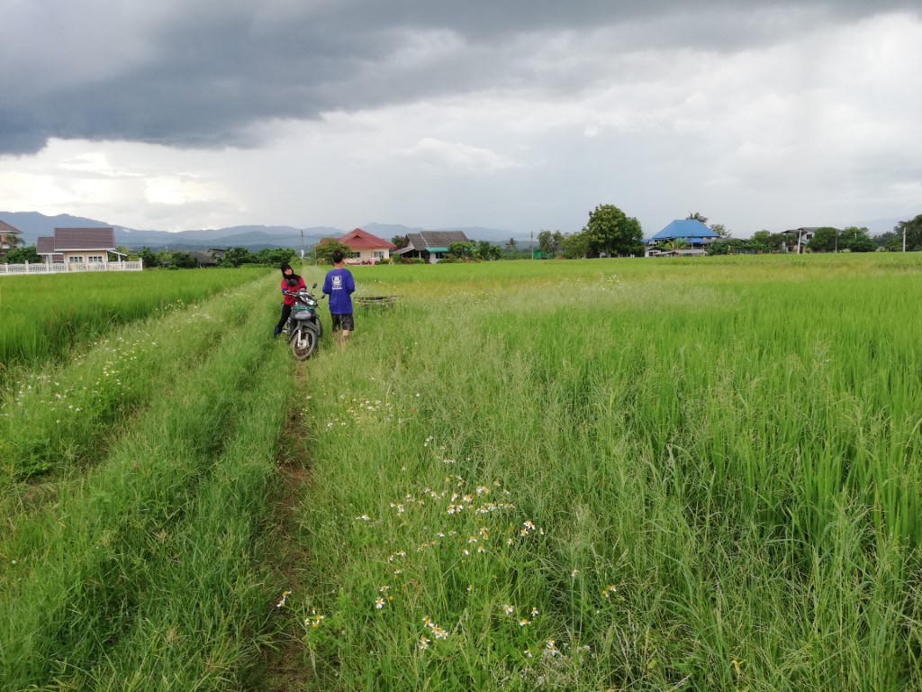 SS200ขายที่นาเนื้อที่1-3-00ไร่ติดทางสาธารณประโยชน์ที่เข้ามาจากทางหลวงสายเชียงใหม่-พร้าว(1001)ระยะทางประมาณ400เมตร ที่นาแปลงนี้ปัจจุบันใช้ทำเป็นที่สวยปลูกผักเพราะเป็นที่ดินที่อยู่ในย่านชุมชนที่มีบ้านปล SS200ขายที่นาเนื้อที่1-3-00ไร่ติดทางสาธารณประโยชน์ที่เข้ามาจากทางหลวงสายเชียงใหม่-พร้าว(1001)ระยะทางประมาณ400เมตร ที่นาแปลงนี้ปัจจุบันใช้ทำเป็นที่สวยปลูกผักเพราะเป็นที่ดินที่อยู่ในย่านชุมชนที่มีบ้านปล