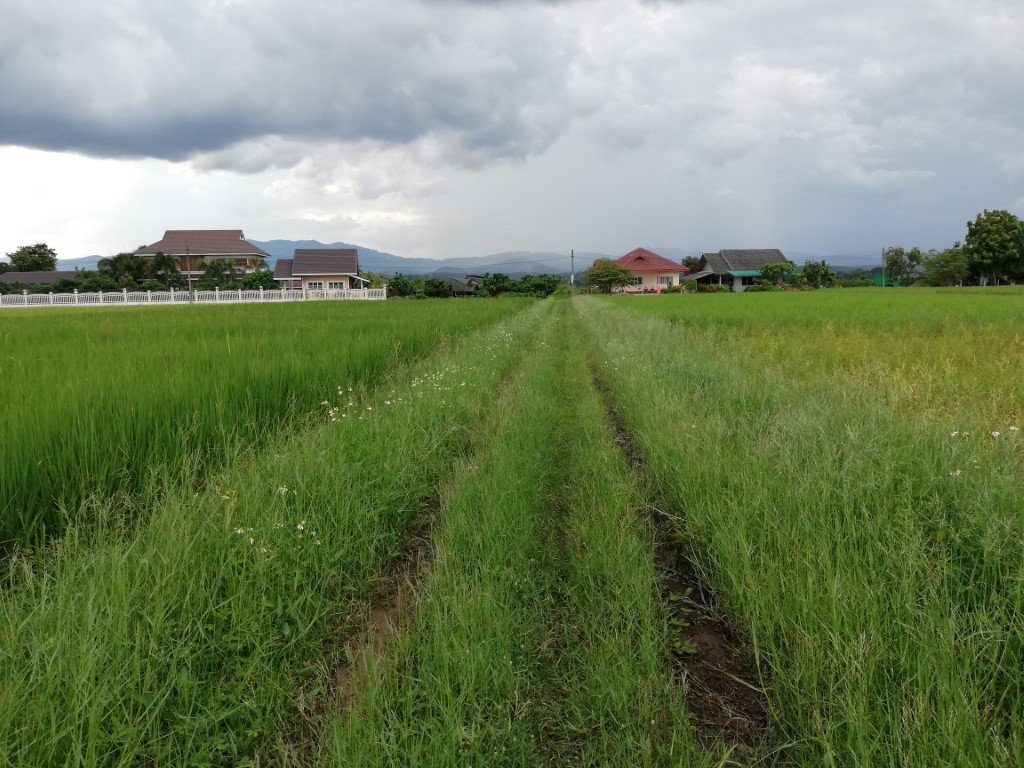 SS199ขายที่นาเนื้อที่1-2-00ไร่ติดทางสาธารณประโยชน์ที่เข้ามาจากทางหลวงสายเชียงใหม่-พร้าว(1001)ระยะทางประมาณ400เมตร ที่นาแปลงนี้ปัจจุบันใช้ทำเป็นที่สวยปลูกผักเพราะเป็นที่ดินที่อยู่ในย่านชุมชนที่มีบ้านปล SS199ขายที่นาเนื้อที่1-2-00ไร่ติดทางสาธารณประโยชน์ที่เข้ามาจากทางหลวงสายเชียงใหม่-พร้าว(1001)ระยะทางประมาณ400เมตร ที่นาแปลงนี้ปัจจุบันใช้ทำเป็นที่สวยปลูกผักเพราะเป็นที่ดินที่อยู่ในย่านชุมชนที่มีบ้านปล