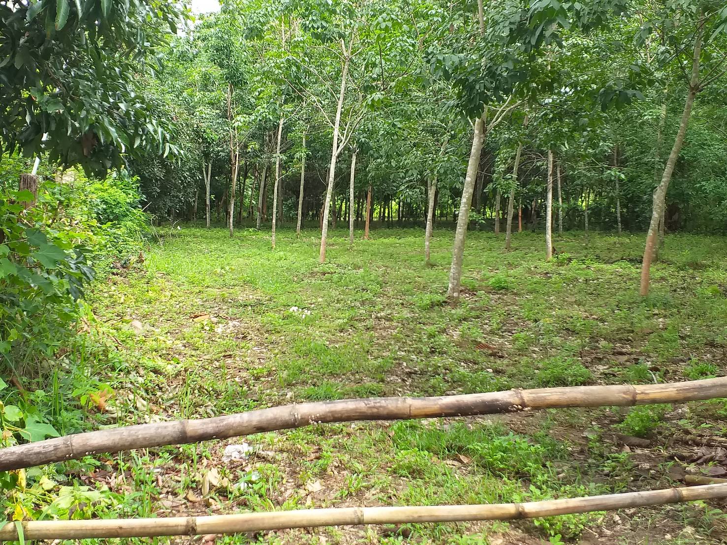 ขายที่ดิน เนื้อที่ 6 ไร่ ตำบลบ้านเหล่า อำเภอแม่ใจ จังหวัดพะเยา ขายที่ดิน เนื้อที่ 6 ไร่ ตำบลบ้านเหล่า อำเภอแม่ใจ จังหวัดพะเยา