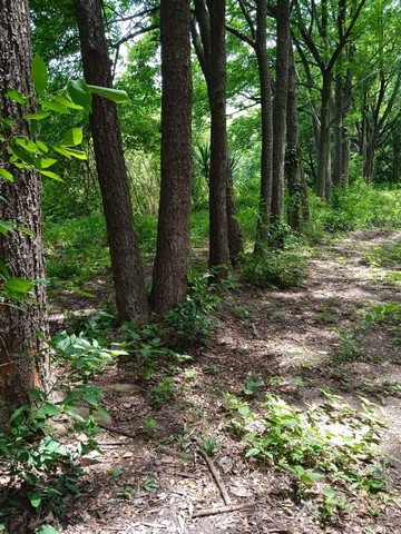 ขายที่ดิน อ.ชัยบาดาล จ.ลพบุรี 14 ไร่1งาน60ตรว. (เจ้าของขายเอง) ไร่ล่ะ 300,000฿ ขายที่ดิน อ.ชัยบาดาล จ.ลพบุรี 14 ไร่1งาน60ตรว. (เจ้าของขายเอง) ไร่ล่ะ 300,000฿