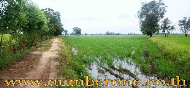 ขายที่ดินถนนทางหลวงชนบทกำแพงเพชร 4004 อ.ทรายทองวัฒนา จ.กำแพงเพชร ขายที่ดินถนนทางหลวงชนบทกำแพงเพชร 4004 อ.ทรายทองวัฒนา จ.กำแพงเพชร