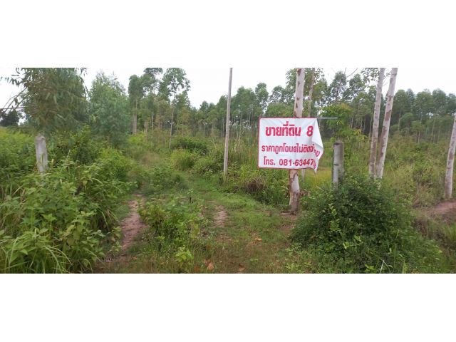 ขายที่ดินทำเลทอง อำเภอเมือในเมือง ตำบลพิมาย จังหวัดนครราชสี ขายที่ดินทำเลทอง อำเภอเมือในเมือง ตำบลพิมาย จังหวัดนครราชสี