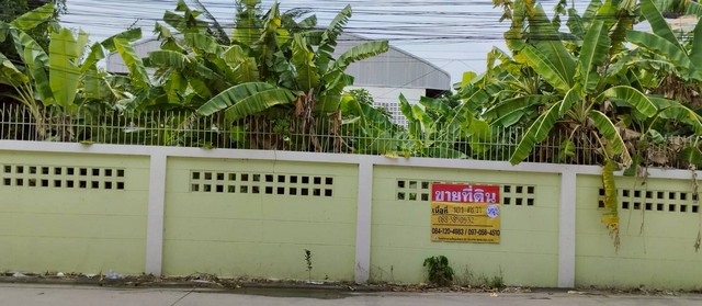 ขายที่ดินแปลงสวย 101 ตารางวา สะแกงาม 30 บางขุนเทียน พระราม 2 ขายที่ดินแปลงสวย 101 ตารางวา สะแกงาม 30 บางขุนเทียน พระราม 2