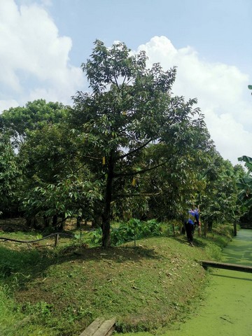 ��º�ҹ����� ��ҹ����� ����Թ