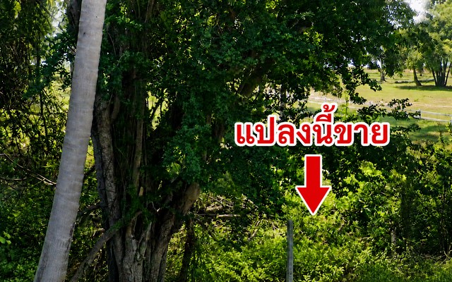 ���Թ�Դ���Ż�ШǺ� ��͹͡ �Դ��駶����з��� ���Ŵ� �ҤҶ١