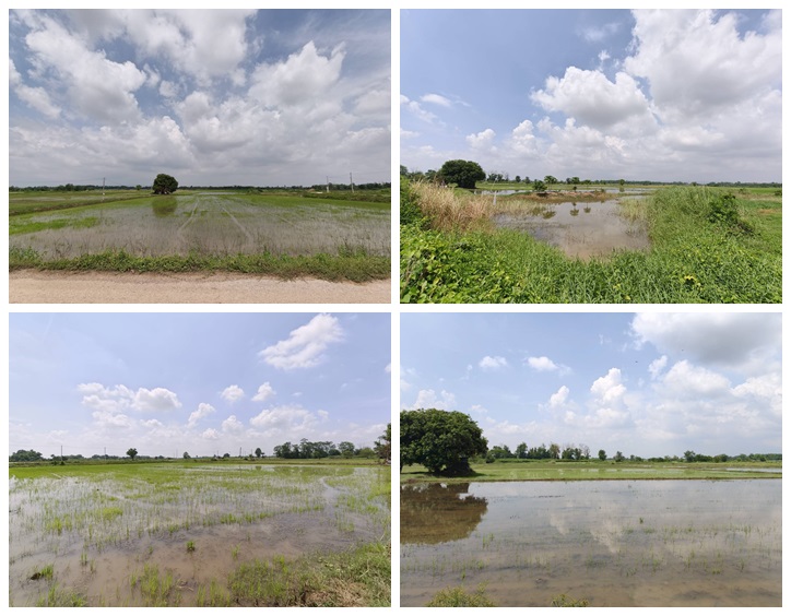 ขายที่ดิน ที่นา พิษณุโลก อำเภอวังทอง 19 ไร่ สวยมาก วิวนาสวย อากาศดี เงียบสงบ โทร 063-2825635 ขายที่ดิน ที่นา พิษณุโลก อำเภอวังทอง 19 ไร่ สวยมาก วิวนาสวย อากาศดี เงียบสงบ โทร 063-2825635