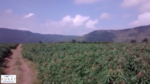 ¢Ò·ÕèäÃè ÍÓàÀÍÊÕ¤ÔéÇâ¤ÃÒª / Land for Sale ¢Ò·ÕèäÃè ÍÓàÀÍÊÕ¤ÔéÇâ¤ÃÒª / Land for Sale